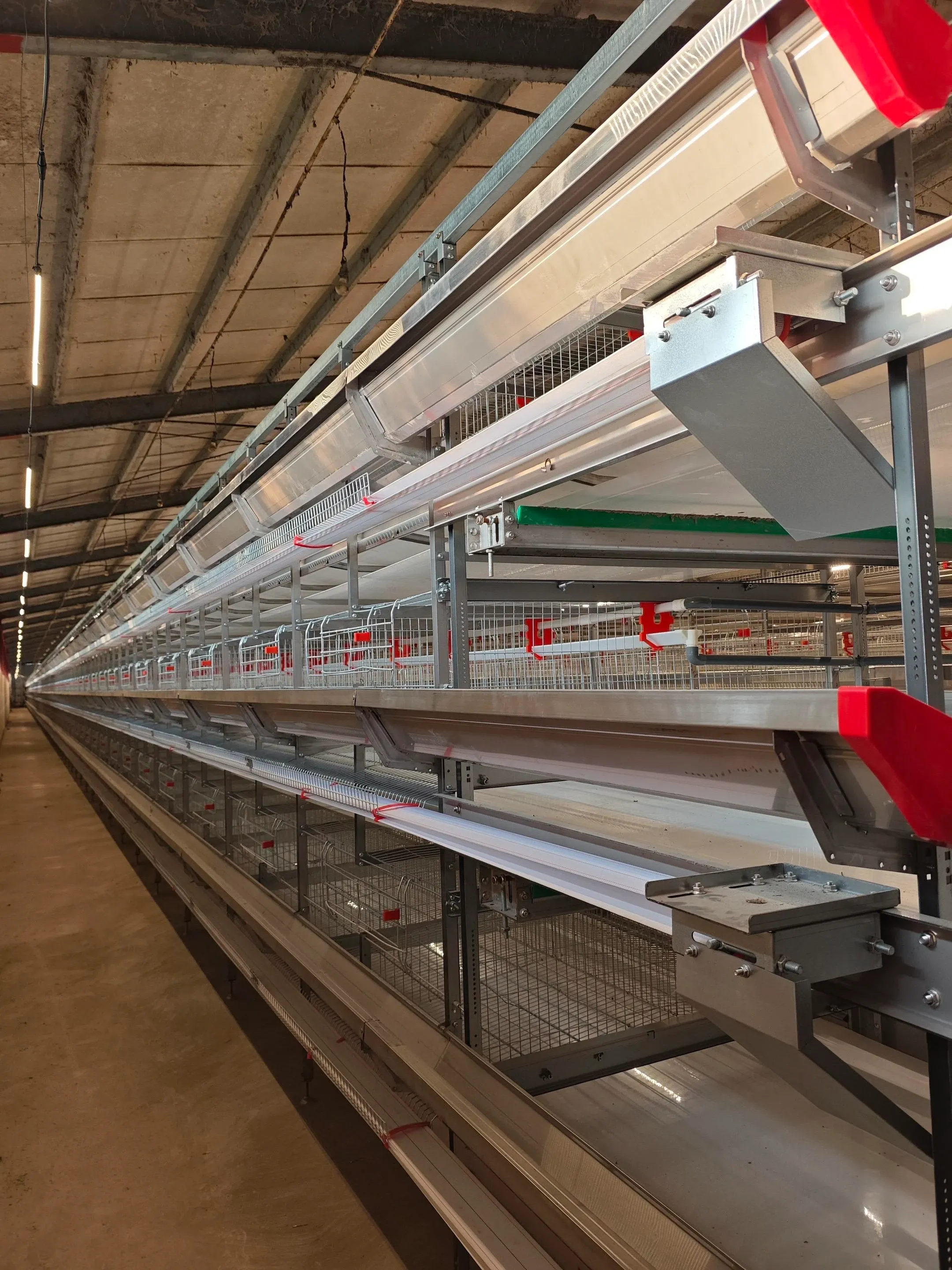 Feed troughs along the cage tiers