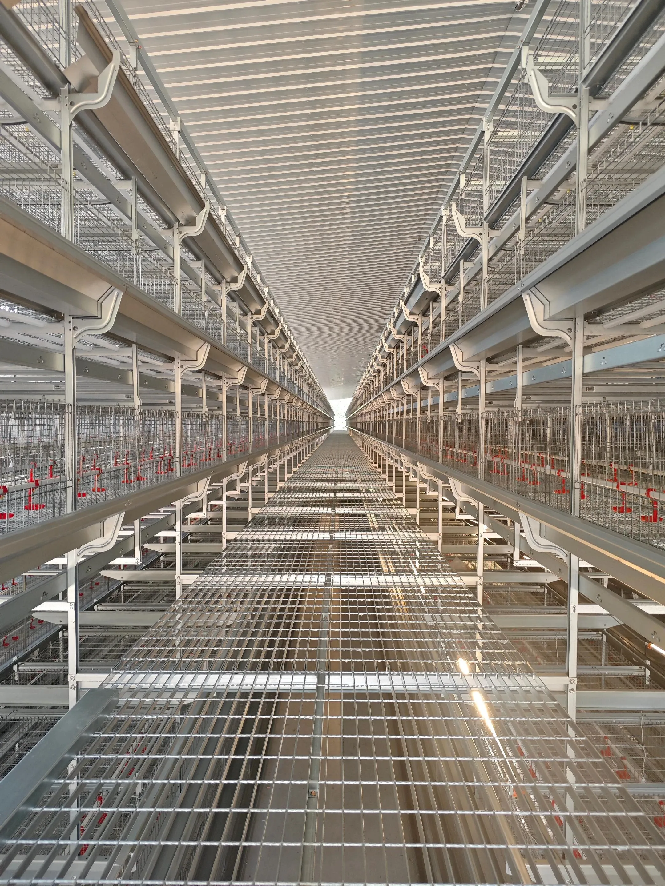 Installed rearing cages and service walkway